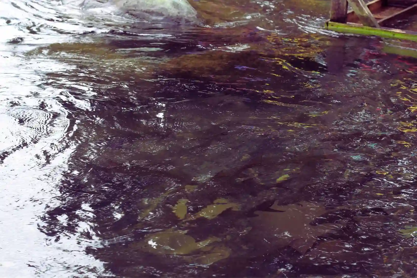 ikan di lubuk minturun