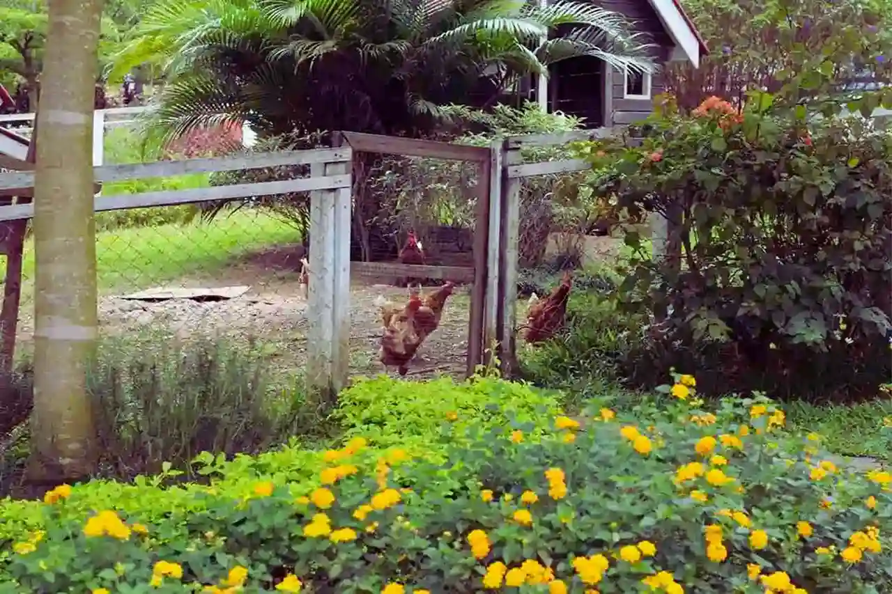 ayam-di-sirukam-dairy-farm