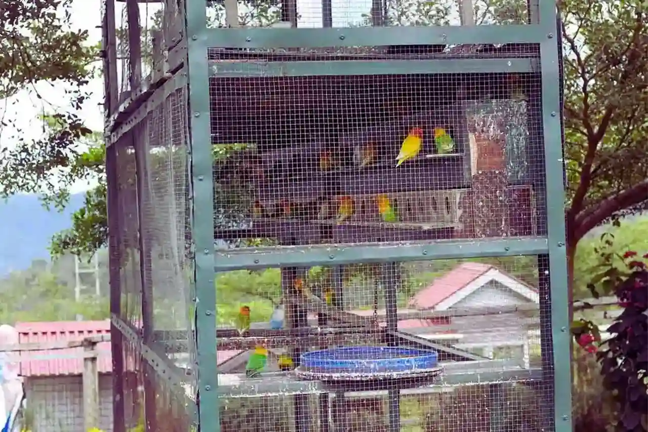 burung-sirukam-dairy-farm