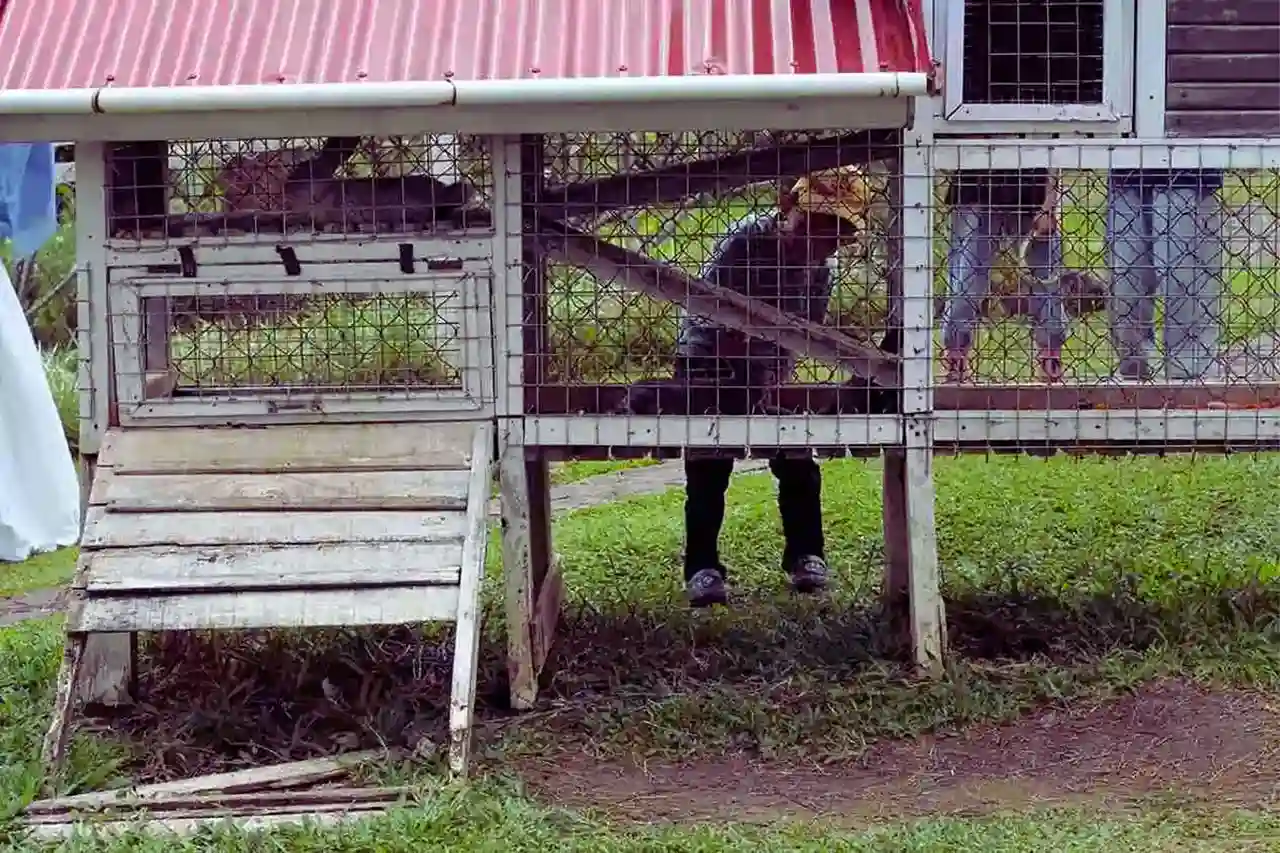 kelinci-sirukam-dairy-farm