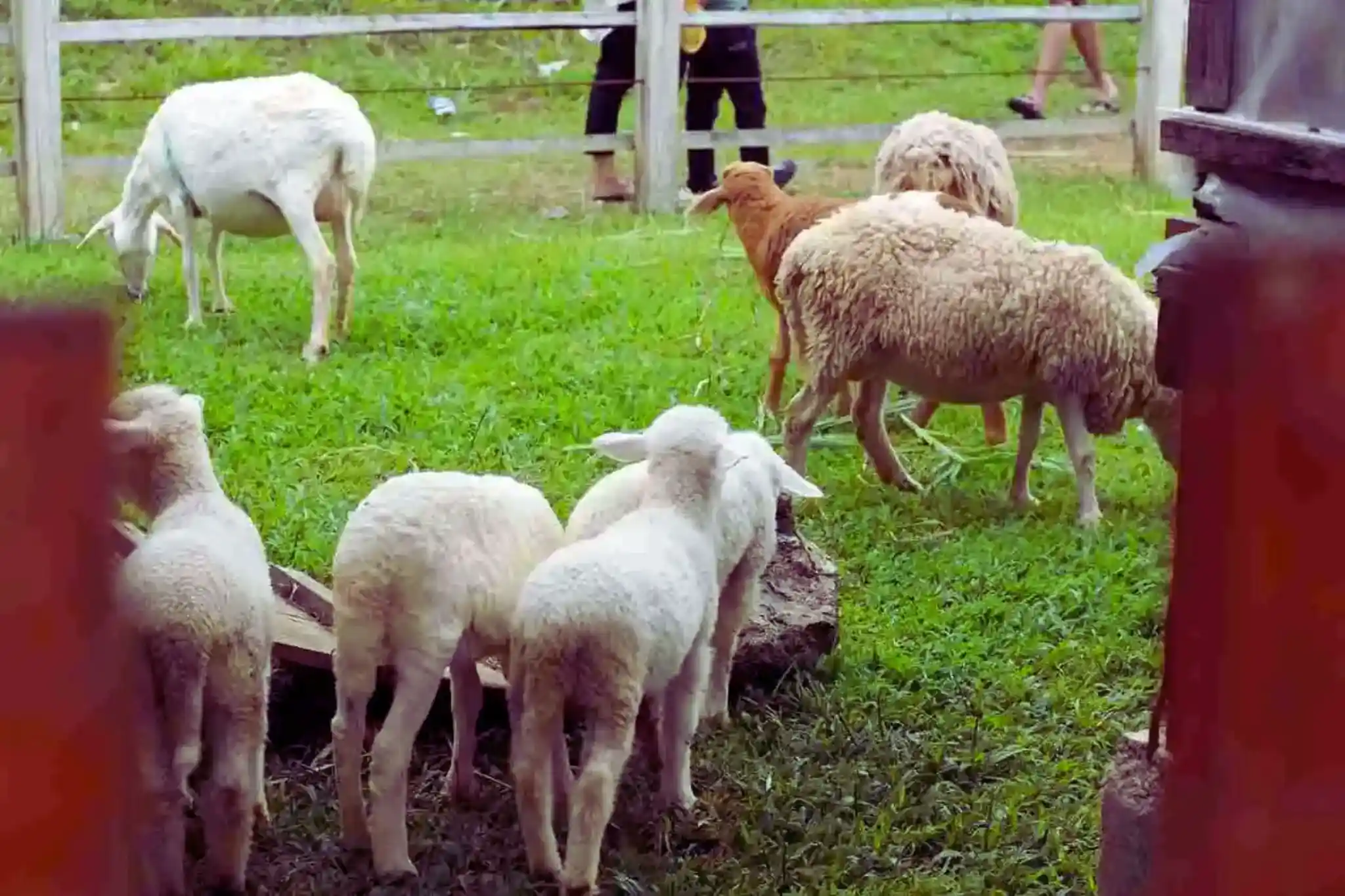 kumpulan-domba-di-sirukam-dairy-farm
