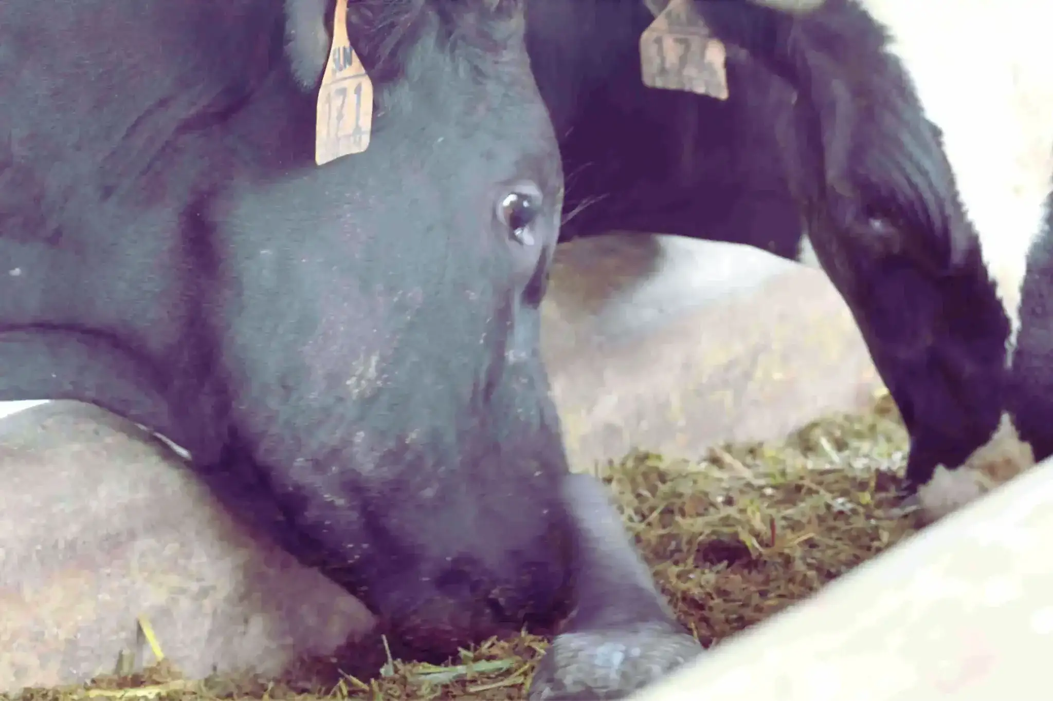 melihat-sapi-perah-sedang-makan